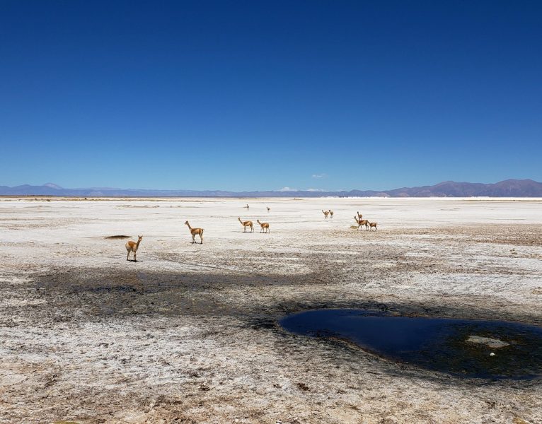 Vicuna watering Hole